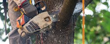 Best Hazardous Tree Removal  in Smyrna, GA