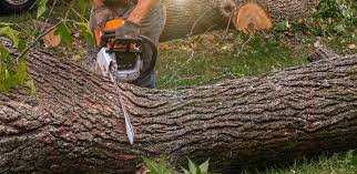 Best Aeration Services  in Smyrna, GA