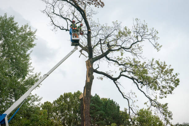 Best Tree Removal  in Smyrna, GA