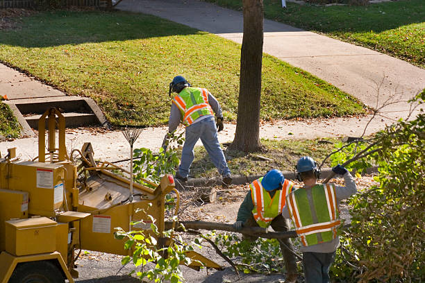 Best Stump Grinding and Removal  in Smyrna, GA